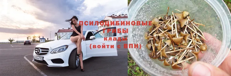 Псилоцибиновые грибы Magic Shrooms  где найти   Великий Устюг 